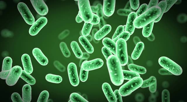 Wissenschaft Wissensfrage: Stimmt es, dass alle Bakterin schädlich für Menschen sind?