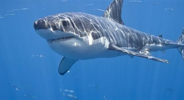 Natur Wissensfrage: Stimmt es, dass Haifische versuchen, Delfine zu vermeiden?