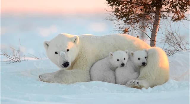 Natur Wissensfrage: Warum darf man die Leber eines Eisbären nicht essen?