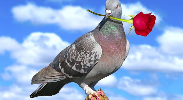 Natur Wissensfrage: Warum nicken Tauben beim Gehen ständig mit dem Kopf?