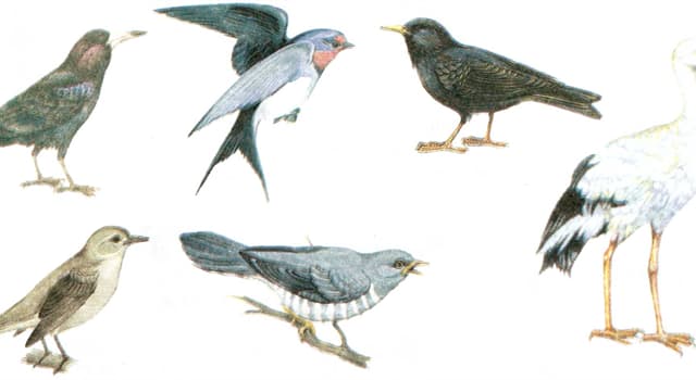 Natur Wissensfrage: Welcher dieser Vögel ist ein Zugvogel mit dem längsten Zugweg?