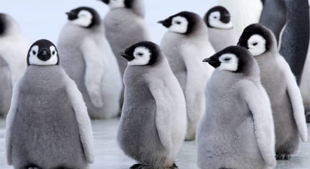 Nature Trivia Question: Which is the tallest and heaviest penguin?