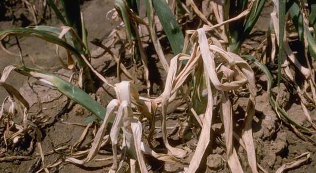 Wetenschap Trivia Vraag: Welke planten worden voornamelijk besmet door ''Ditylenchus dipsaci'', pathogene rondwormen bij planten?