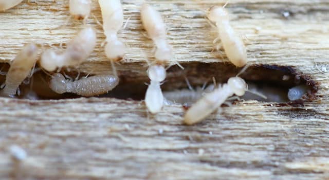 Naturaleza Pregunta Trivia: ¿Por qué las termitas siguen caminos trazados con tinta?
