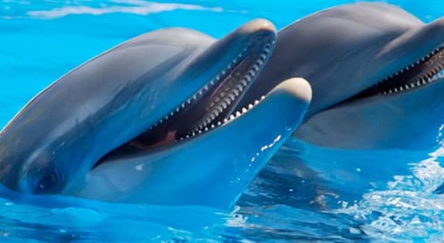 Natur Wissensfrage: Wie viele Monate dauert die Schwangerschaft bei Delfinen?