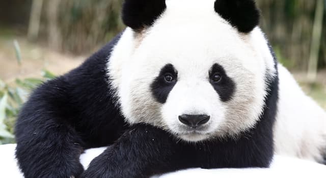 Natura Domande: Approssimativamente, quante ore al giorno passano a mangiare i panda?