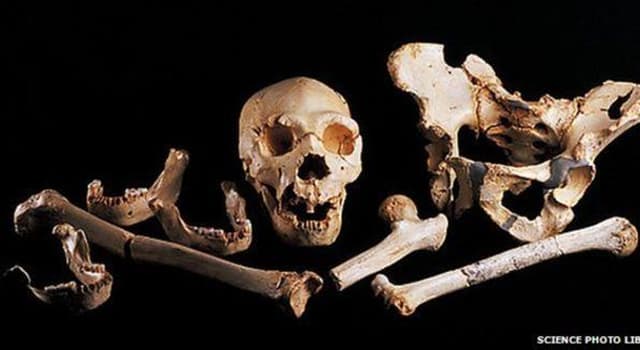 Scienza Domande: Dove si trova l'osso più piccolo del corpo umano?