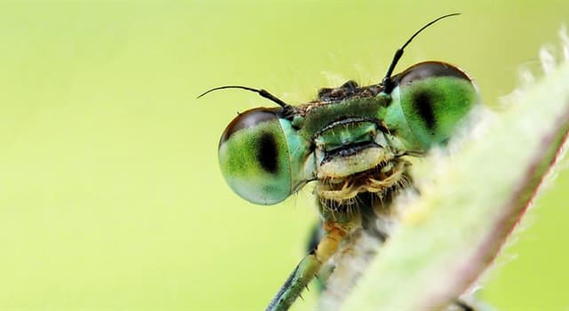 Natuur Trivia Vraag: Hoeveel lichaamssegmenten hebben insecten?