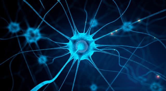 Scienza Domande: In quale parte del corpo umano si trova il nervo ottico?