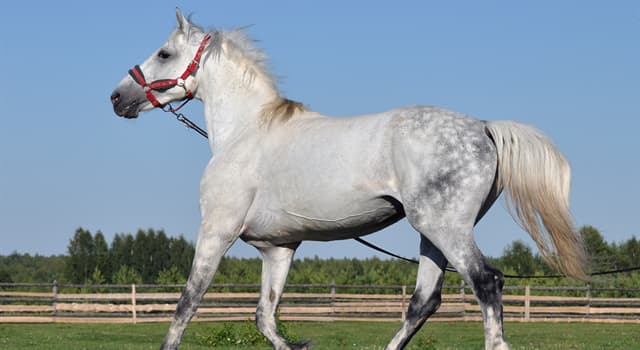 Історія Запитання-цікавинка: Як знаменита російська порода легкоупряжних коней "орловський рисак" отримала свою назву?