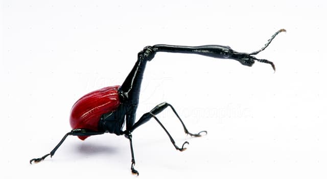 природа Запитання-цікавинка: Який жук зображений на фото?