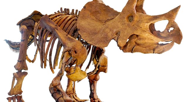 Natura Domande: Perché il dinosauro "triceratopo" si chiamava così?
