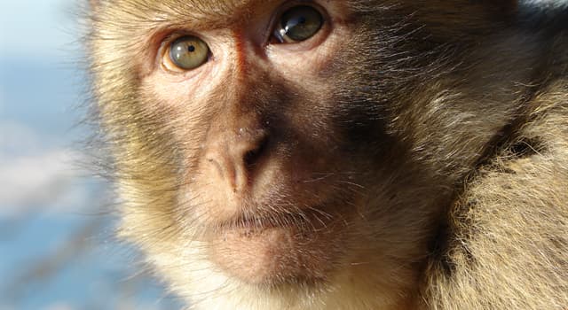 Natura Domande: Qual è il primate più grande?