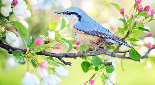 Natura Domande: Quali sono gli unici uccelli che possono volare all'indietro?