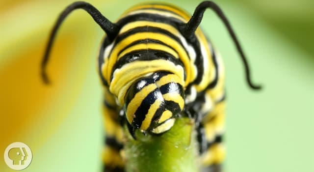 Natuur Trivia Vraag: Van welk dier is de rups het larvale stadium?