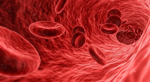 Wissenschaft Wissensfrage: Was gehört zu den Blutzellen nicht?