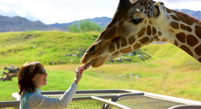 Natuur Trivia Vraag: Wat is, afgezien van de giraffe zelf, het enige levende lid van de familie Giraffidae?