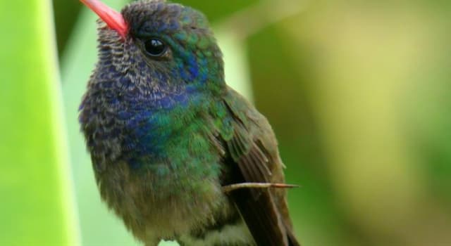 Natuur Trivia Vraag: Wat is de kleinste vogel?