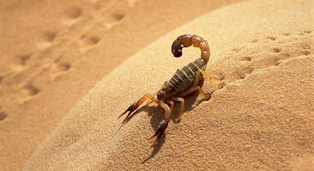 Natur Wissensfrage: Welche Farbe hat das Blut des Skorpions?