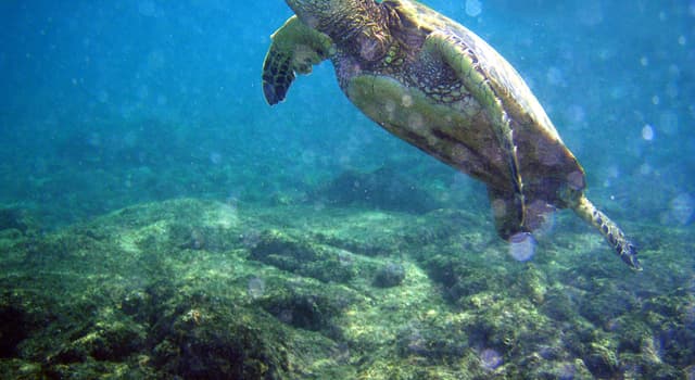 Wetenschap Trivia Vraag: Welke wetenschap houdt zich specifiek bezig met het planten- en dierenleven in de zee?