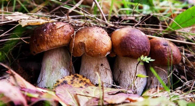 Science Trivia Question: Which branch of biology studies mushrooms?