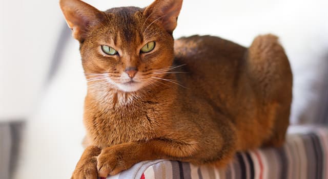 Natuur Trivia Vraag: Welk kattenras is te zien op de foto?