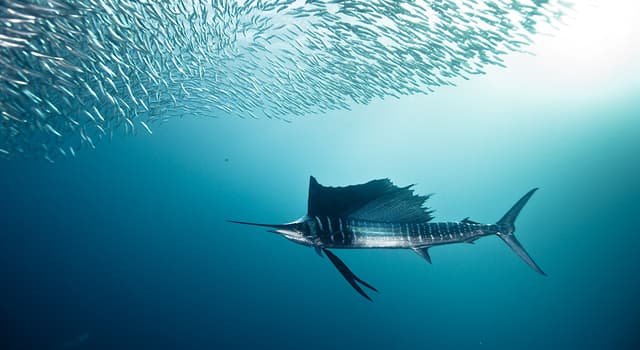 natura Pytanie-Ciekawostka: Jak nazywa się najszybciej pływająca ryba świata?