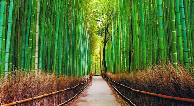 Nature Question: A quelle famille de plantes appartient le bambou ?