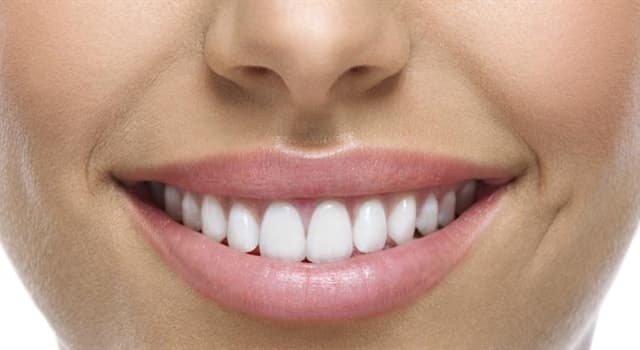 Science Question: Combien de dents a un adulte ?