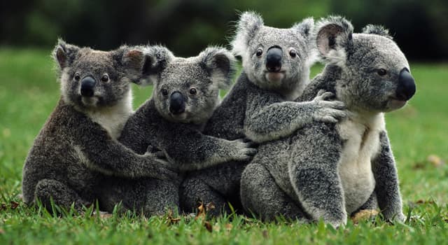 Natuur Trivia Vraag: De bladeren van welke boom zijn het hoofdvoedsel van de koala?