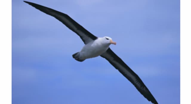 Deporte Pregunta Trivia: En el juego de golf, ¿qué es un albatros?