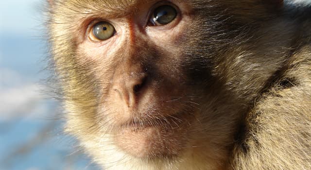 Nature Question: Quel est le plus grand genre de primates anthropoïdes ?