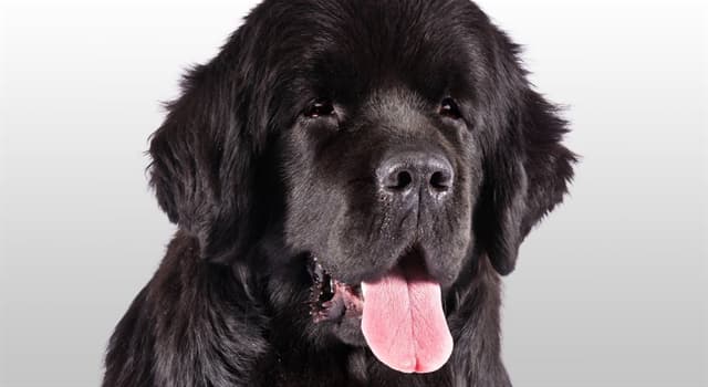 природа Запитання-цікавинка: В честь чого порода собак ньюфаундленд так названа?