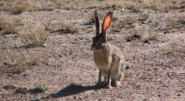 Natuur Trivia Vraag: Welk van onderstaande is een kleine hond die van origine gefokt is om op hazen te jagen?