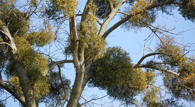 Natuur Trivia Vraag: Welke kleur hebben de bessen van de Europese Maretak?