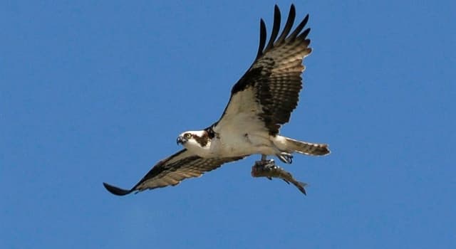 Natuur Trivia Vraag: Welke vogel zie je in de foto?