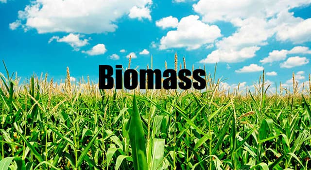 Wetenschap Trivia Vraag: Wat is biomassa?