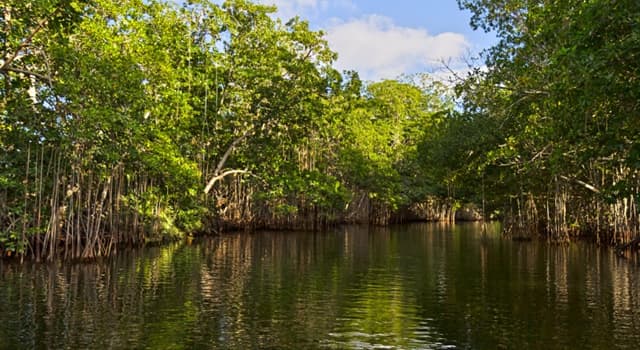 Naturaleza Pregunta Trivia: ¿Cómo se llaman los bosques que crecen en las orillas marinas y soportan el agua salada?