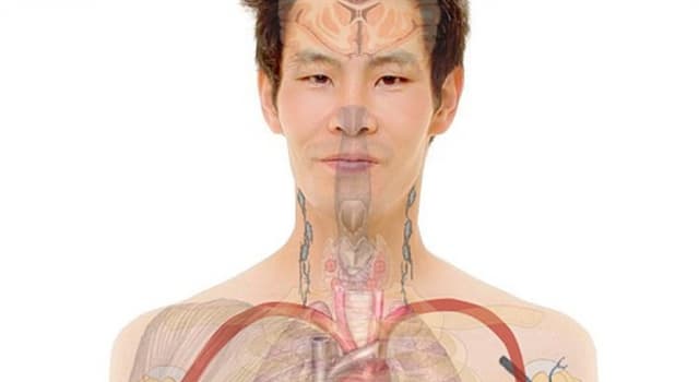 Сiencia Pregunta Trivia: ¿Cuántas costillas tiene el cuerpo humano?