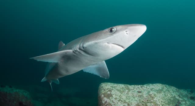 природа Запитання-цікавинка: Яка акула отруйна?