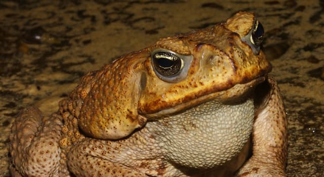 природа Запитання-цікавинка: Яка жаба друга з найбільших, після жаби Бломберга?