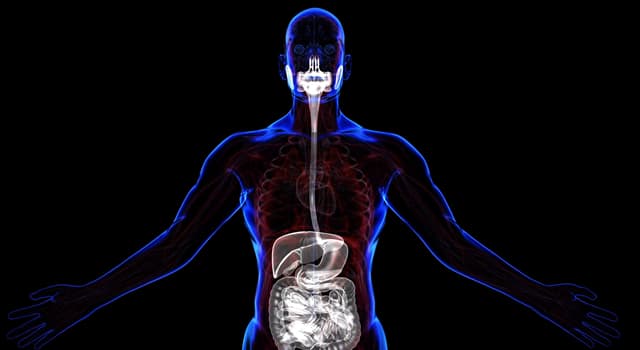 Science Question: Lequel de ces organes ne fait pas partie du système digestif ?