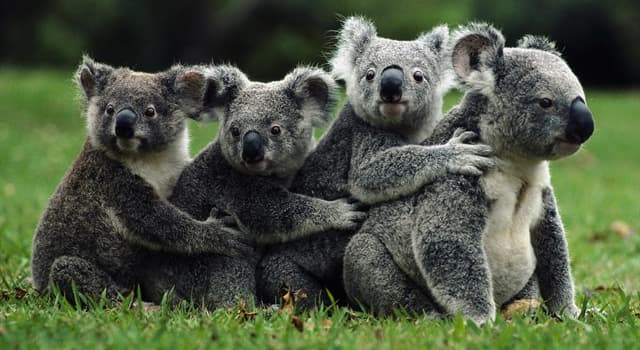 Nature Question: Les feuilles de quel arbre sont le régime de base du koala ?