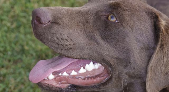 Natura Domande: Quanti denti ha un cane adulto?