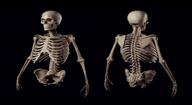 Science Question: Quel tissu corporel lie les muscles aux os ?