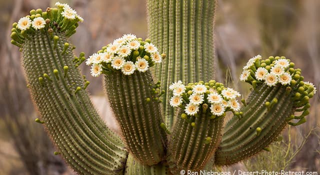 The Saguaro Cactus Blossom Is The Trivia Questions Quizzclub