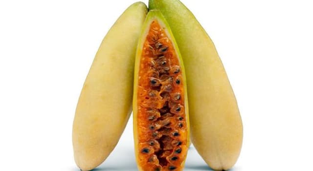 Natuur Trivia Vraag: Op welk continent komt de bananenpassievrucht oorspronkelijk vandaan?