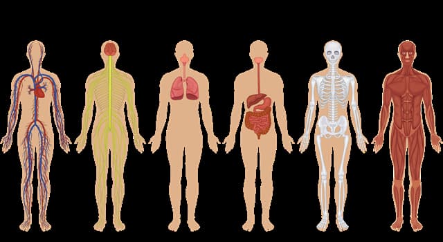 科學 小問題：人體在哪裡可以找到甲狀腺？