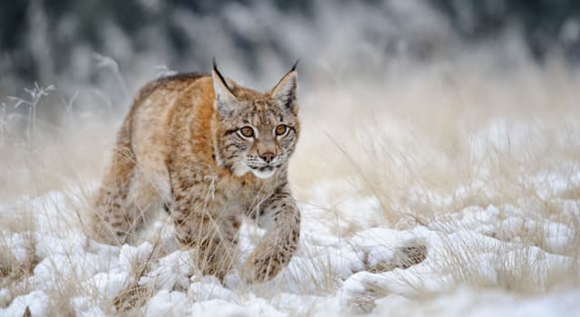 Natuur Trivia Vraag: Welke van deze is geen soort van de lynx?