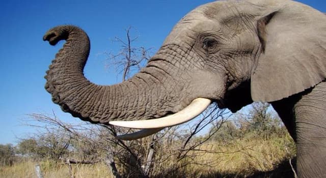 natura Pytanie-Ciekawostka: Z ilu mięśni składa się trąba słonia?